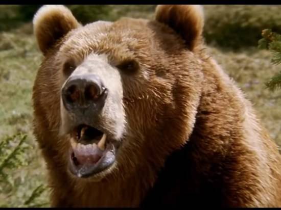 В Смоленской области медведь поломал грибника