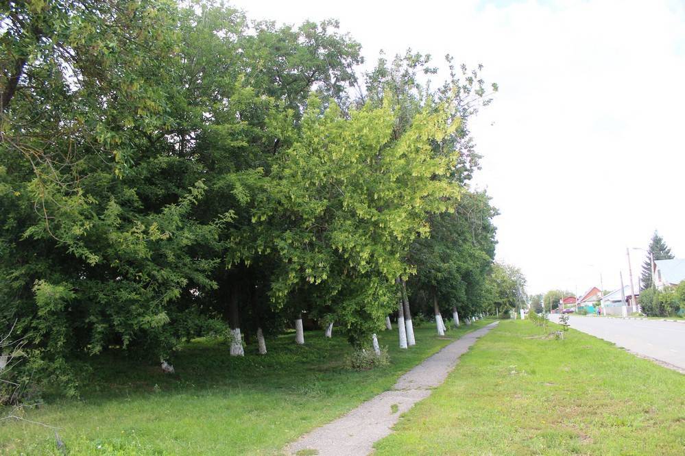В Сасове появится сквер с именными деревьями – РИА «7 новостей»