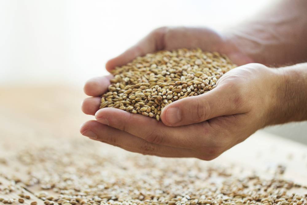 Южноамериканская страна впервые закупила пшеницу в Украине