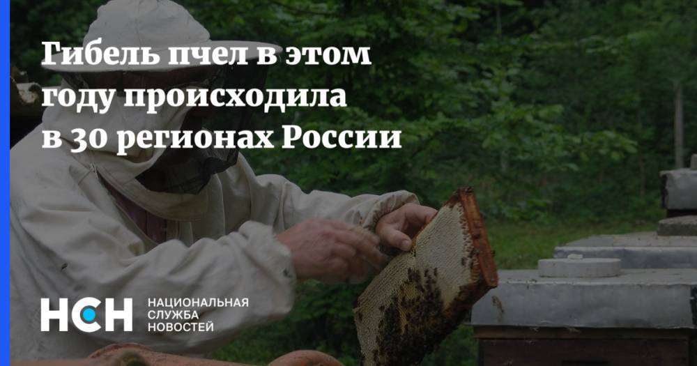 Гибель пчел в этом году происходила в 30 регионах России