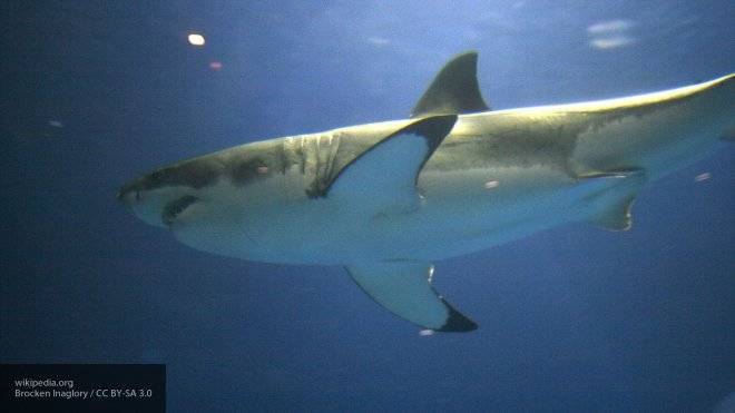 Специалистам впервые удалось заснять редкую шестижаберную акулу