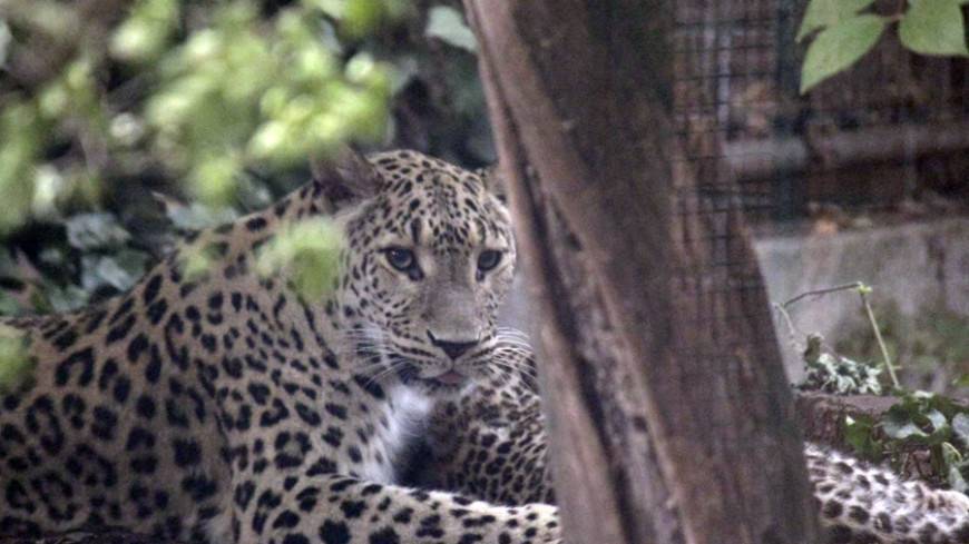 На юге Армении заметили редкого кавказского леопарда
