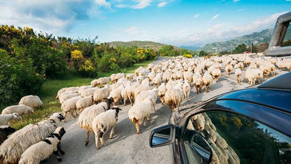 В КЧР в день Курбан-байрама организуют продажу овец по ценам ниже рыночных — Информационное Агентство "365 дней"