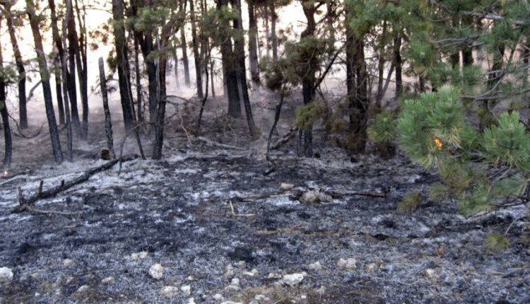 Пожарные потушили более 1,2 миллиона гектаров лесов в Сибири