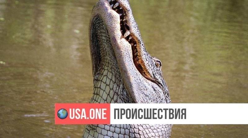 Во Флориде аллигатор проглотил 100-фунтового питбуля
