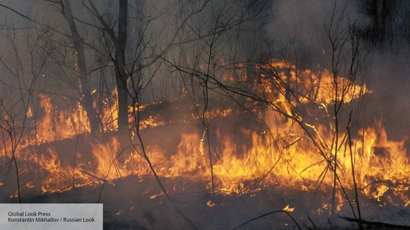 Лесные пожары не угрожают сибирским городам – Минприроды