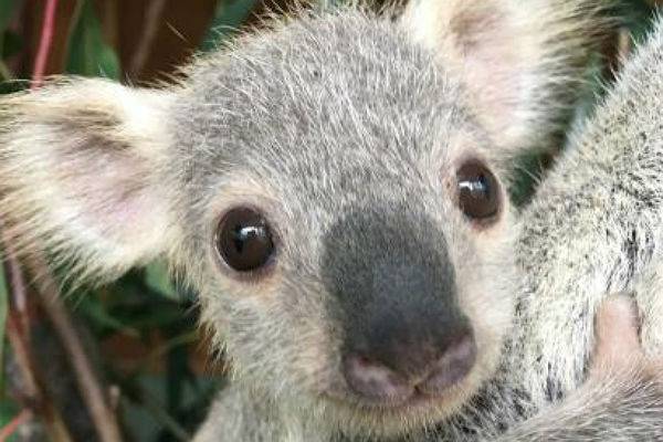 В Австралии выбрали самого «мимимишного» коалу