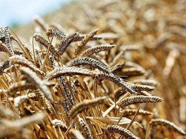 Россия добилась права экспортировать пшеницу в Саудовскую Аравию