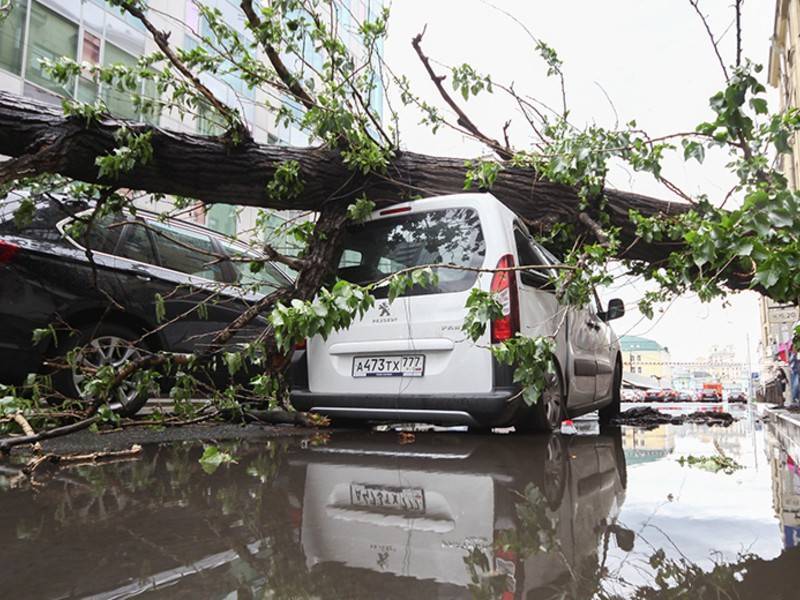 Около 15 деревьев повалило в Москве сильным ветром