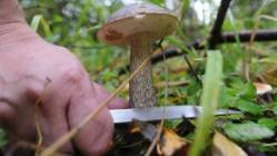 В Орловской области зарегистрирован второй случай отравления грибами