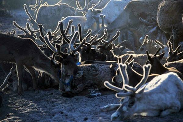 На Ямале привили более 300 тысяч оленей от сибирской язвы