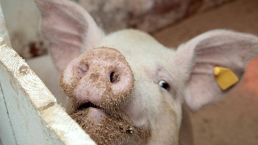 В Одесской области ввели карантин из-за африканской чумы свиней
