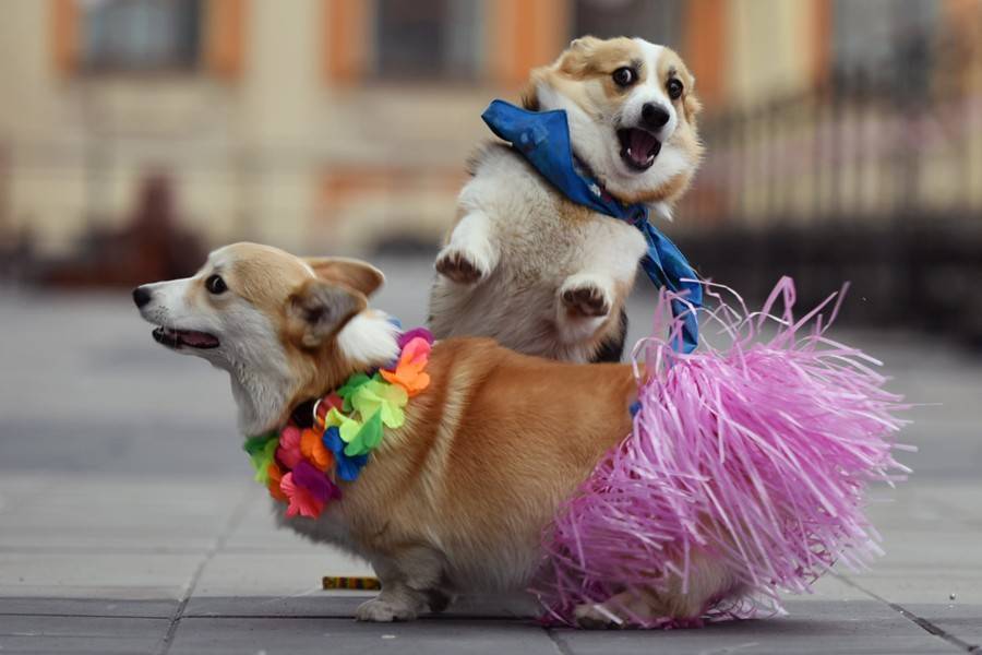 Москва онлайн покажет первую костюмированную вечеринку для собак