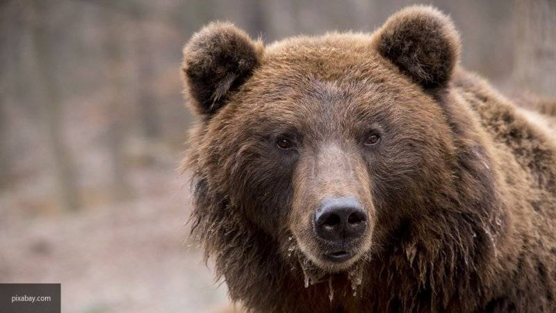 Медведь свалился на капот полицейского автомобиля в Калифорнии и устроил пожар