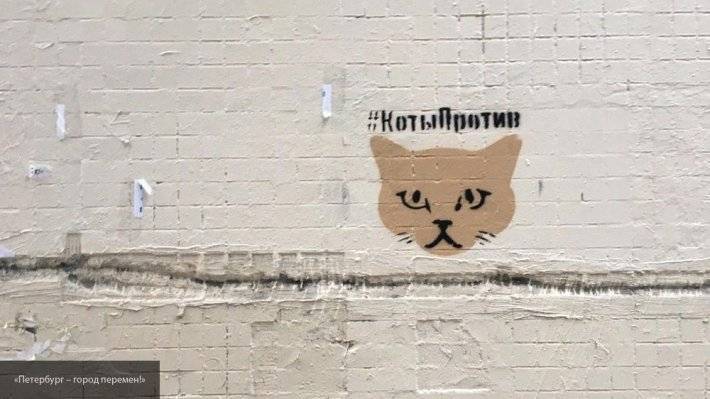 Петербургские активисты проекта «Коты Против» рассказали общественности свою главную цель