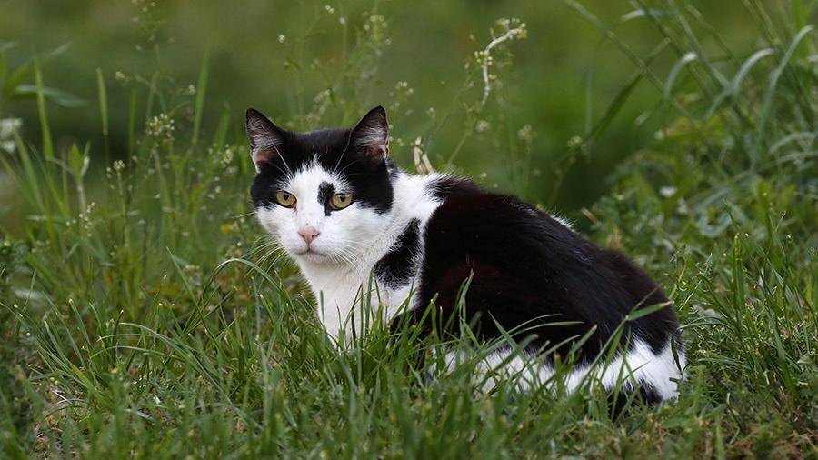 Ученые назвали причины любви кошек к траве