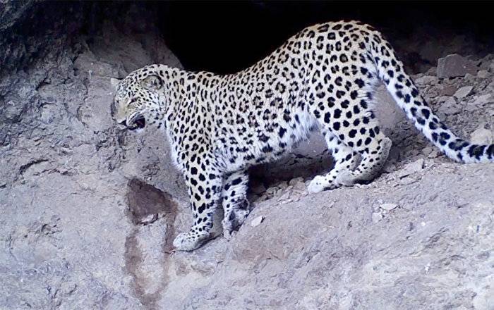 В одном из заповедников Армении видеокамеры вновь засняли кавказского леопарда
