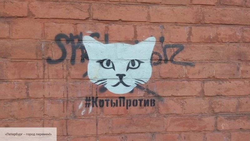 Петербургские «коты» проведут мастер-класс по борьбе с рекламой наркотиков