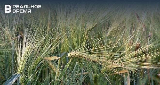 Россия будет поставлять пшеницу в Саудовскую Аравию