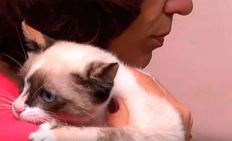 Как сложилась судьба двух кошек, которых пенсионер выбросил с 9 этажа в Мозыре — видео