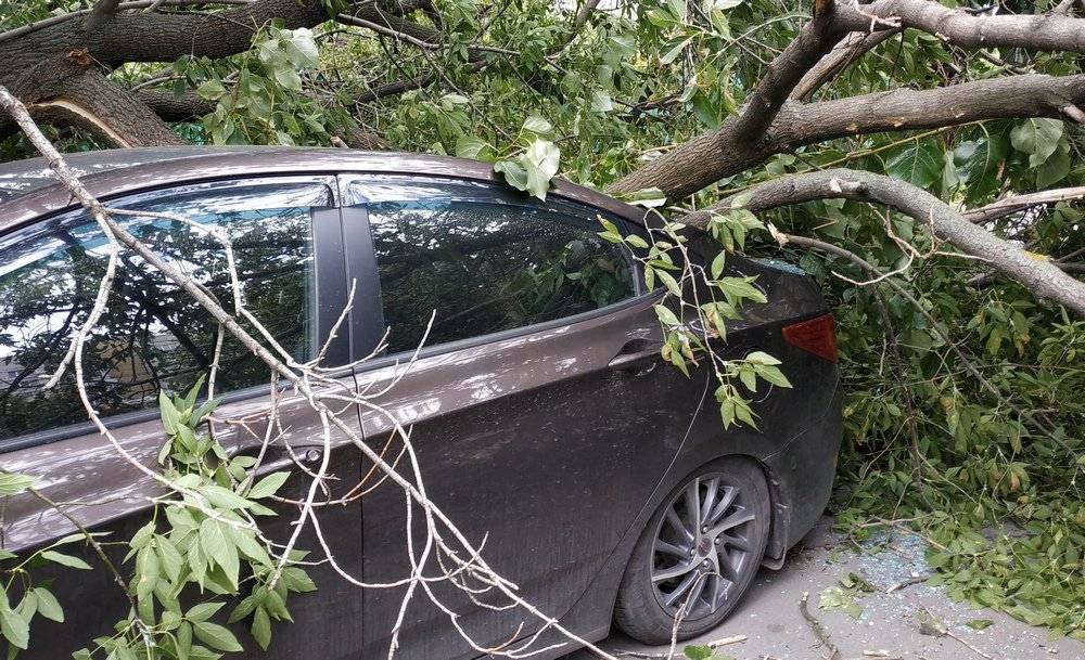 В Рязани дерево упало на автомобиль – РИА «7 новостей»