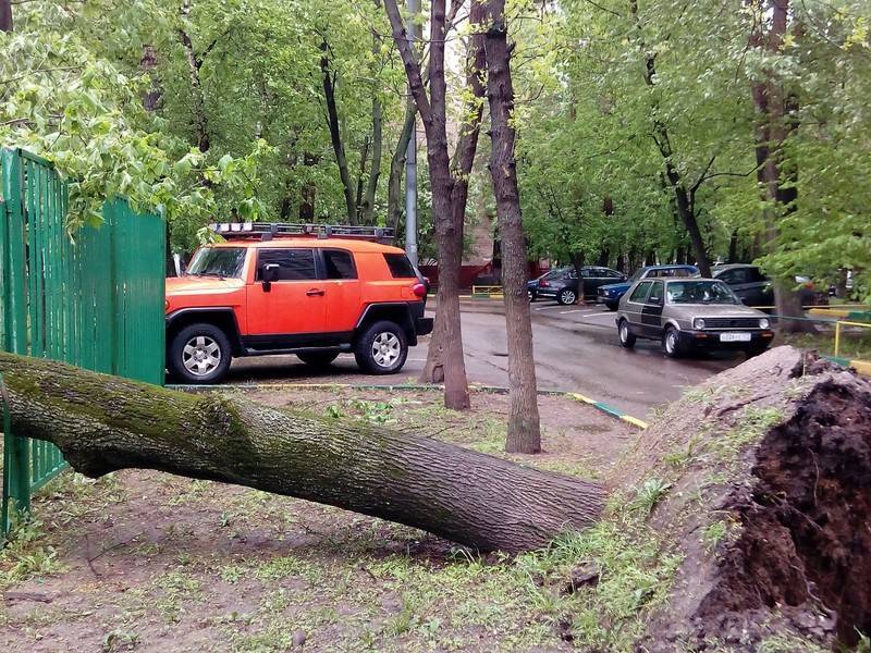 Сильный ветер в Москве повалил за двое суток 150 деревьев