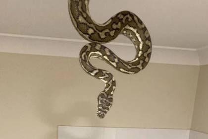 Полутораметровая змея спустилась с потолка в ванной и напугала детей