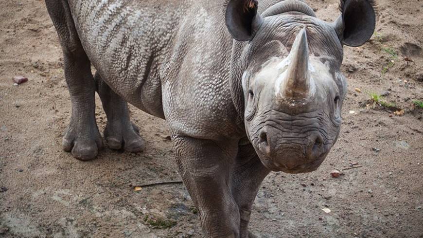 Строители метро во Франции откопали челюсть вымершего носорога