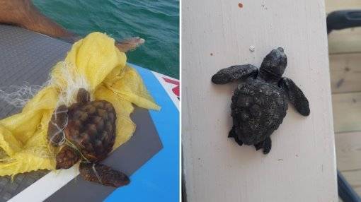 В Нетании спасли трех черепах от смерти в полиэтиленовых пакетах