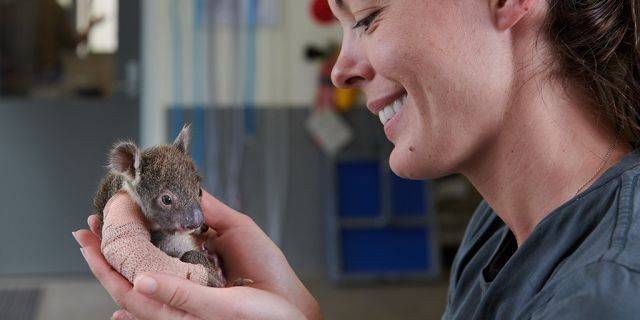 В Австралии детенышу коалы наложили гипс размером с человеческий палец