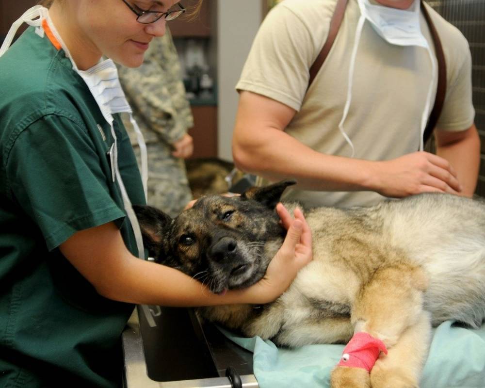 В Москве владельцы домашних животных чаще всего обращаются к ветеринарам за услугой УЗИ