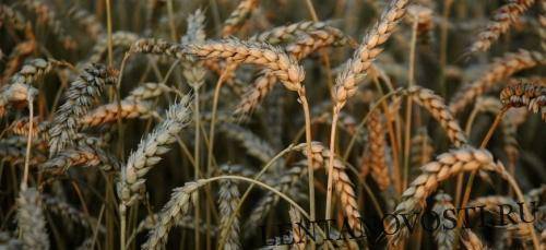 В Казахстане в будущем производство пшеницы будет меньше – МСХ США