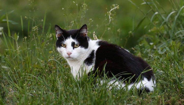 Ученые назвали причины любви кошек к траве