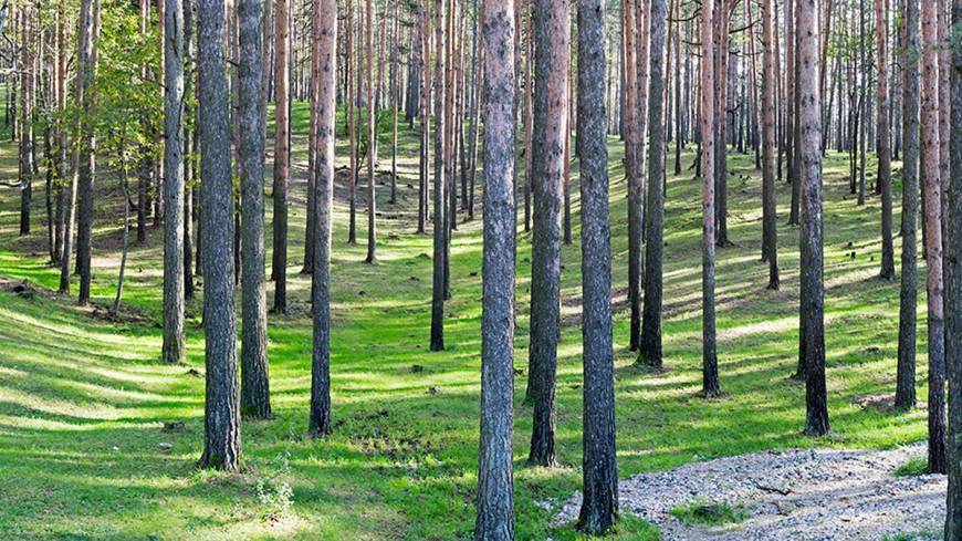 «В СССР было больше»: Кобылкин считает, что рост числа лесничеств защитит леса от пожаров