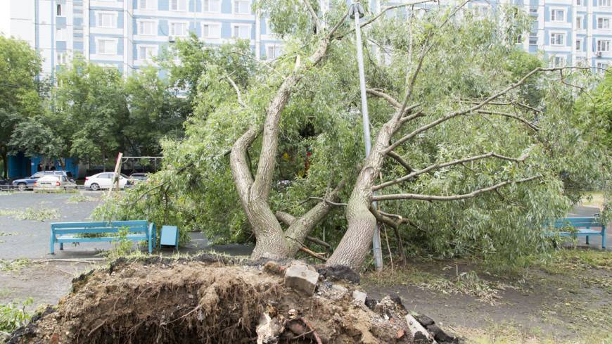Сильный ветер в Москве за двое суток повалил 150 деревьев и повредил десятки авто