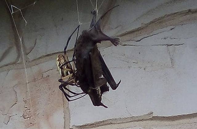 В США паук поймал летучую мышь