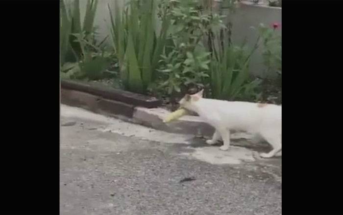 Упорный кот с кукурузой стал звездой интернета - забавное видео