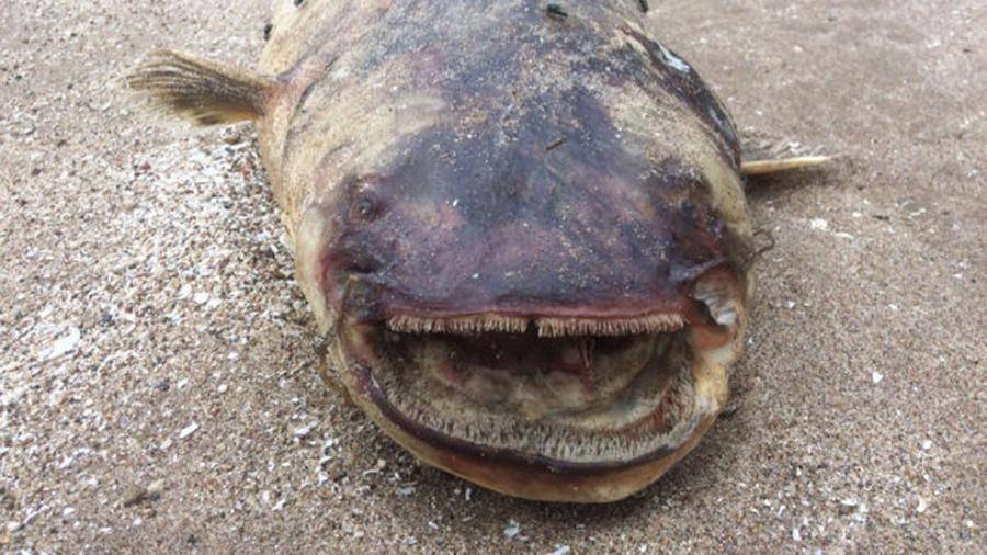 В Самарской области на берег Волги выбросило зубастое «чудовище»