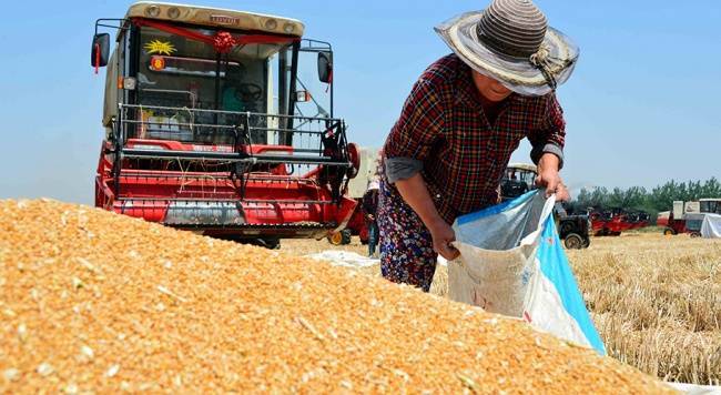 Саудовская Аравия смягчит требования к пшенице, чтобы получать её из России