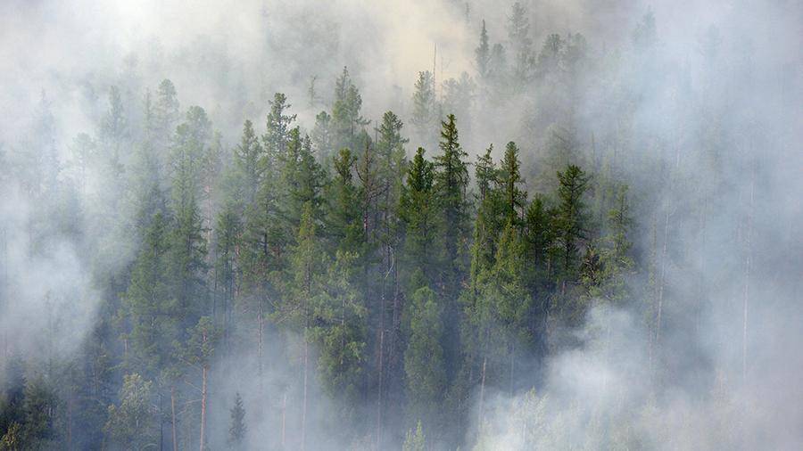 Глава Минприроды назвал способы защиты леса от пожаров