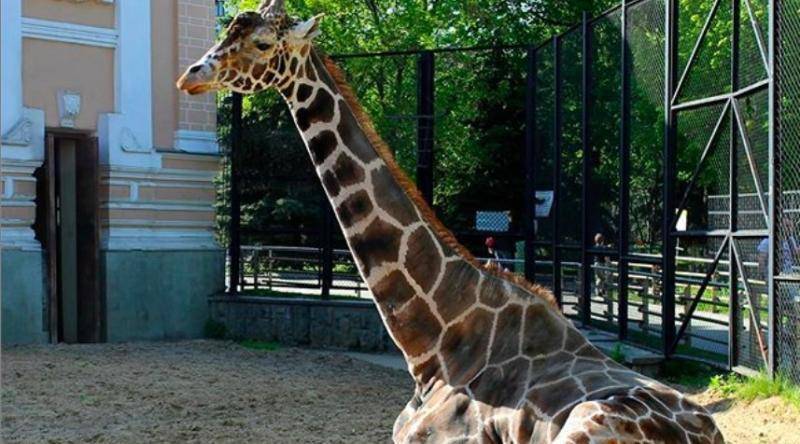 Посетителей Московского зоопарка попросили не кормить жирафа Самсона