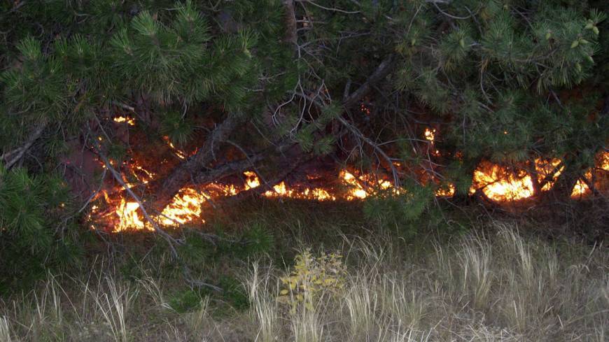 На востоке Казахстана второй день тушат крупный степной пожар
