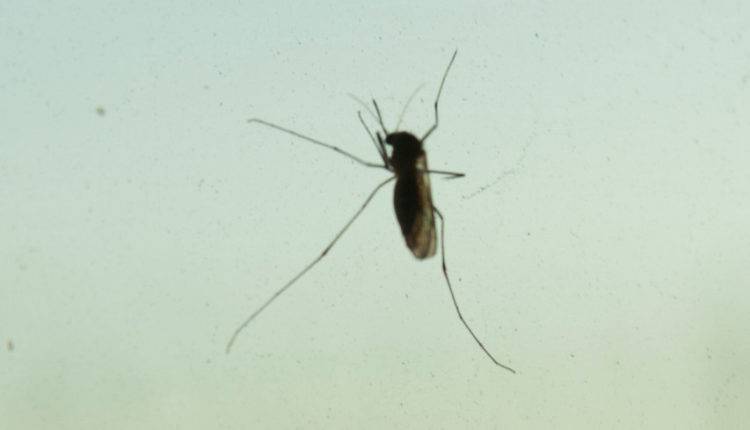 Российские ученые назвали самую «вкусную» группу крови для комаров