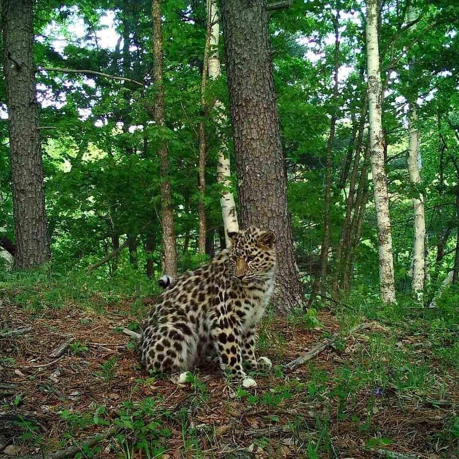 Фотоловушка в Приморье запечатлела молодого леопарда - moya-planeta.ru - Россия