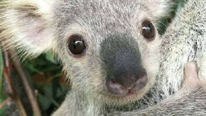 Самого милого коалу выбрали в Австралии