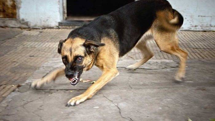 В Башкирии бродячая собака едва не загрызла до смерти ребенка – РИА «7 новостей»