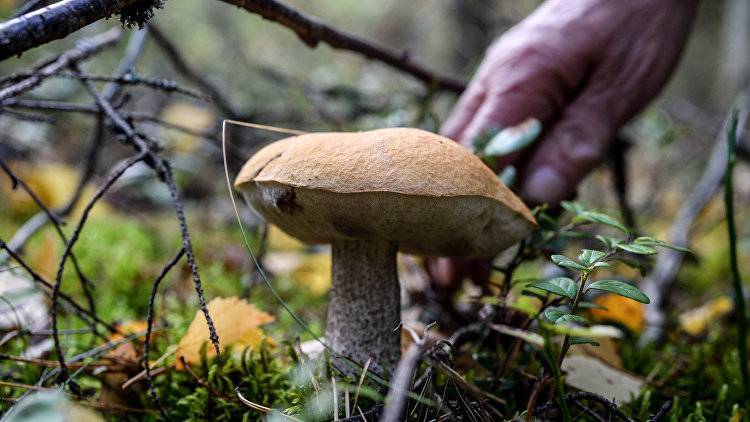 Крым попал в десятку самых грибных мест России