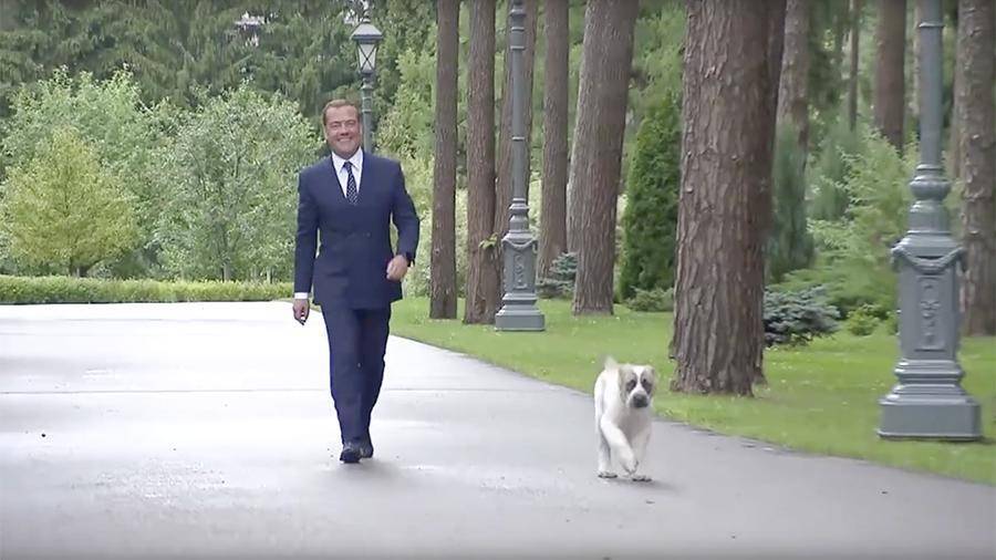 Медведев опубликовал видео с подаренным ему щенком алабая