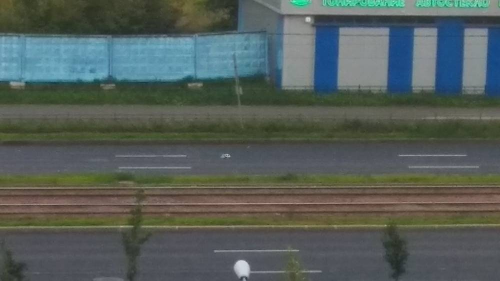 В Петербурге таксист задавил гуся, переходившего дорогу. РЕН ТВ