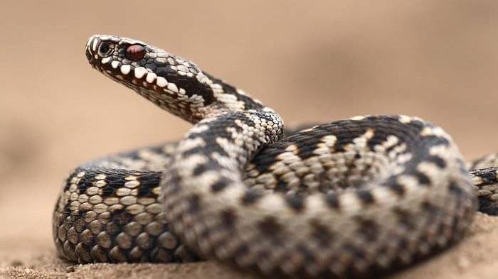 Жители Череповца пожаловались, что в их доме завелись змеи – РИА «7 новостей»
